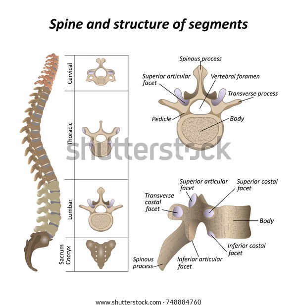 Medical diagram of a human spine with the name and\
description of all sections and segments of the vertebrae. Vector\
illustration 