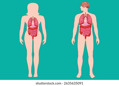Medical diagram of internal organs in male and female human body anatomy.	
