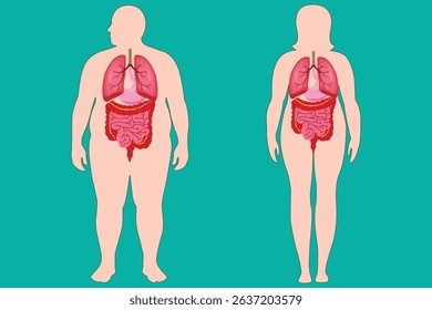 Medical diagram of internal organs in male and female human body anatomy