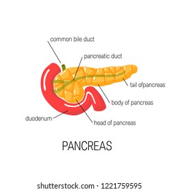 Microbiology Diagram Shows Arrangement Bacterial Flagella Stock Vector ...