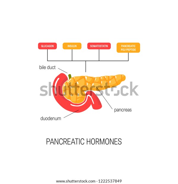 Medical Diagram Pancreatic Hormones Simple Vector Stock Vector (Royalty