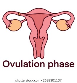 Medical diagram showing ovulation phase with egg release from ovary. Highlights peak fertility period in menstrual cycle and used in pregnancy planning visuals