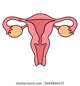Diagrama médico mostrando a fase de ovulação com liberação do óvulo. Destaca o período de pico de fertilidade no ciclo menstrual e usado no planejamento visual da gravidez