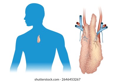 Medical Diagram Showing Thymus Gland. Educational medical illustration showing the anatomical location of the human thymus gland within the thoracic cavity and a detailed view of its structure