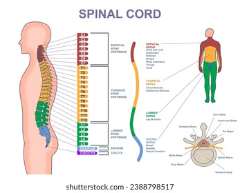 Medical diagram of spinal cord. Anatomical infographic with different part of spine, nervous system and vertebrae. Cervical, thoracic, lumbar, sacral and coccyx spine. Cartoon flat vector illustration