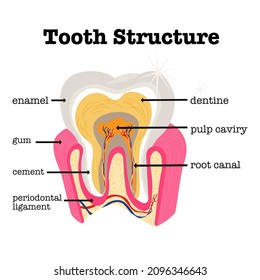 Medical diagram of the structure of the inside cross-section of human teeth. Tooth anatomy, medical labeled cross section chart with enamel, dentin, pulp, gum lines,alveolar bone, blood vessels, nerve