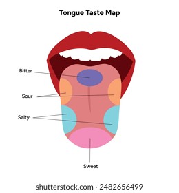 Medical diagram tongue anatomy in human mouths 