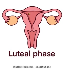 Medical diagram of uterus during luteal phase, after ovulation. Shows thickened endometrium preparing for implantation in reproductive cycle