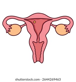 Diagrama médico do útero durante a fase lútea, após a ovulação. Mostra endométrio espessado se preparando para implantação no ciclo reprodutivo
