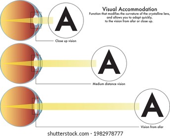 A medical diagram of visual accommodation, the function that modifies the curvature of the crystalline lens, and allows you to adapt quickly to the vision from afar or close up.