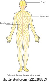 Medical Education Biology Chart for Nervous System Diagram. vector illustration. - schematic diagram showing spinal nerves.