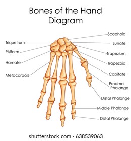 Medical Education Chart of Biology for Bones of Hand Diagram. Vector illustration