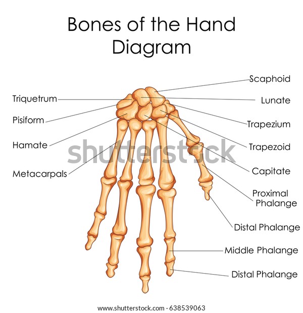 Medical Education Chart Biology Bones Hand 库存矢量图(免版税)638539063 ...
