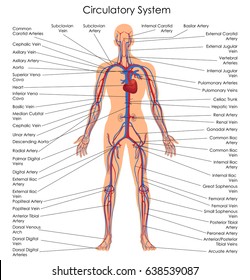 Medical Education Chart of Biology for Circulatory System Diagram. Vector illustration
