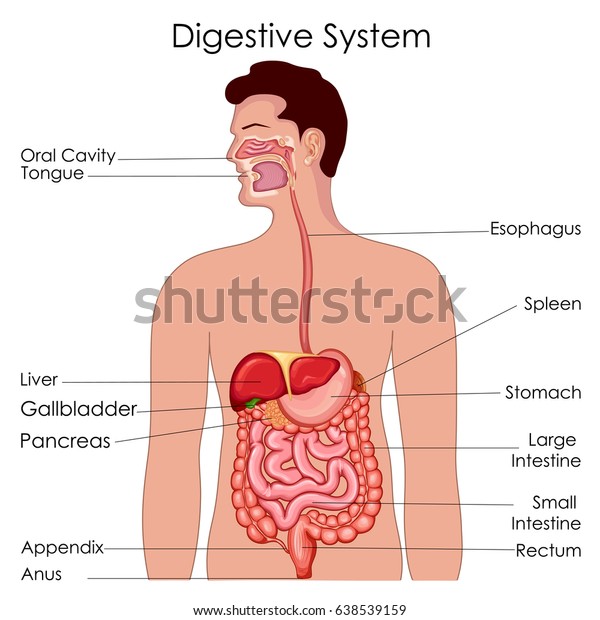 Medical Education Chart of Biology for\
Digestive System Diagram. Vector\
illustration