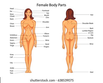 Body Parts Diagram Stock Illustrations Images Vectors Shutterstock
