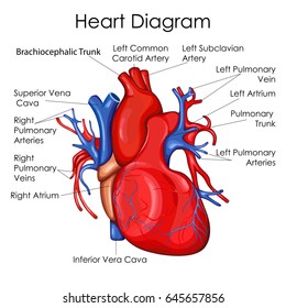 Medical Education Chart of Biology for Heart Diagram. Vector illustration
