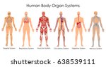 Medical Education Chart of Biology for Human Body Organ System Diagram. Vector illustration