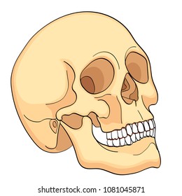 Medical Education Chart of Biology for Human Skull Diagram. Vector illustration. On white background for basic medical education