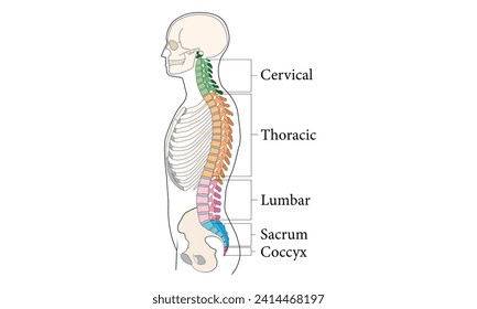 Medical Education Chart of Biology for Human Body Organ System Diagram 100% vector illustration design. Vector illustration.