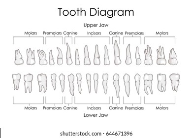 Medical Education Chart of Biology for Human Teeth Diagram. Vector illustration