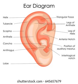 Medical Education Chart of Biology for Human Ear Diagram. Vector illustration