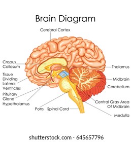 Medical Education Chart Of Biology For Human Brain Diagram. Vector Illustration