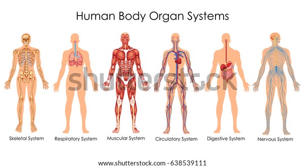 Medical Education Chart of Biology\
for Human Body Organ System Diagram. Vector\
illustration