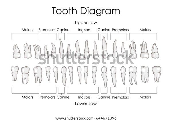Medical Education Chart Biology Human Teeth Stock Vector Royalty
