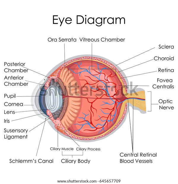 Medical Education Chart of Biology for Human\
Eye internal Diagram. Vector\
illustration