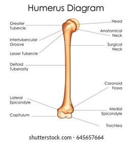Medical Education Chart of Biology for Humerus Diagram. Vector illustration