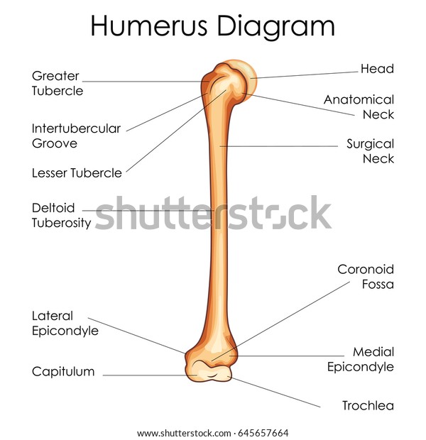 Medical Education Chart of Biology for\
Humerus Diagram. Vector\
illustration