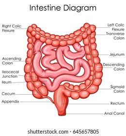 Human Intestines Chart