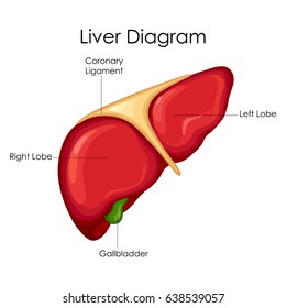 Medical Education Chart of Biology for Liver Diagram. Vector illustration