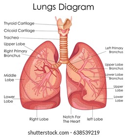 Medical Education Chart of Biology for Lungs Diagram. Vector illustration