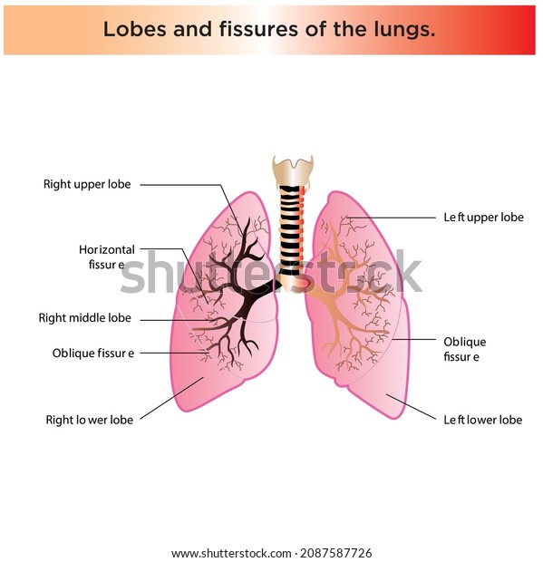 Medical Education Chart Biology Lungs Diagram Stock Vector (Royalty ...