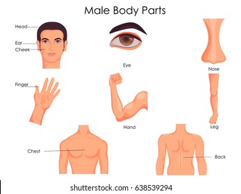 The Body Chart