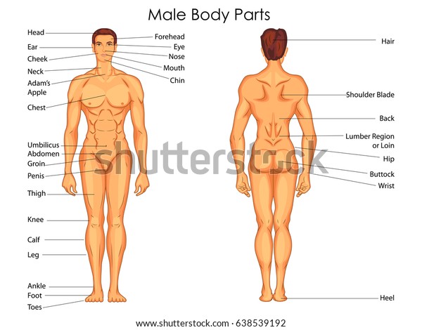 Men Body Chart