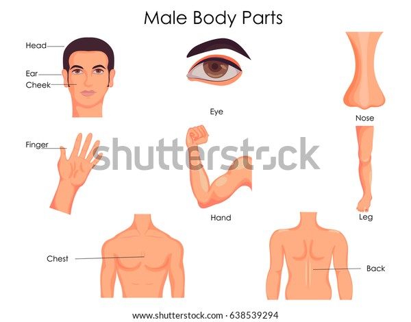Medical Education Chart Biology Male Body Stock Vector (Royalty Free