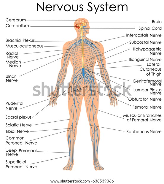 Medical Education Chart of Biology for\
Nervous System Diagram. Vector\
illustration