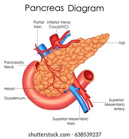Medical Education Chart Of Biology For Pancreas Diagram. Vector Illustration