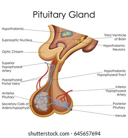 Medical Education Chart of Biology for Pitutary Gland Diagram. Vector illustration