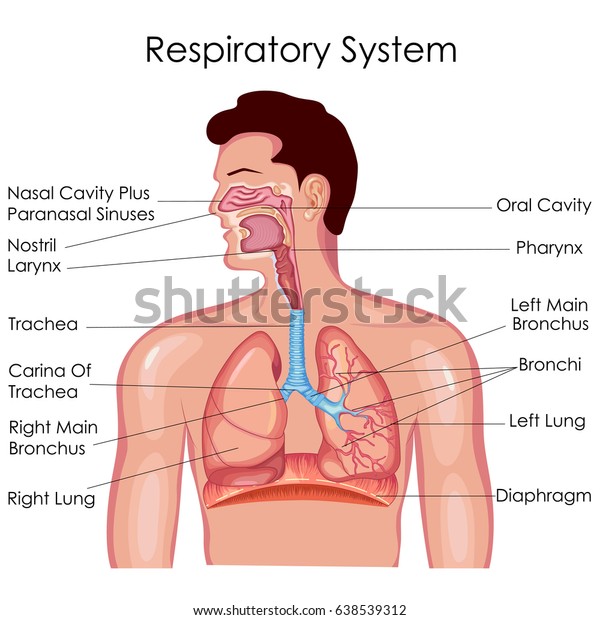 Respiratory System Chart Diagram