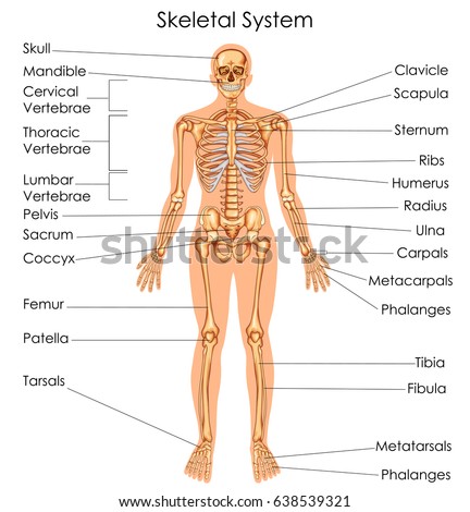 Medical Education Chart of Biology for Skeletal System Diagram. Vector illustration
