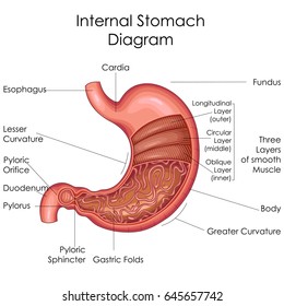 Medical Education Chart of Biology for Stomach Diagram. Vector illustration