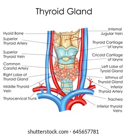 Medical Education Chart of Biology for Thyroid Gland Diagram. Vector illustration