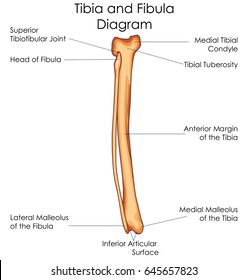 Medical Education Chart Biology Tibia Fibula Stock Vector (royalty Free 