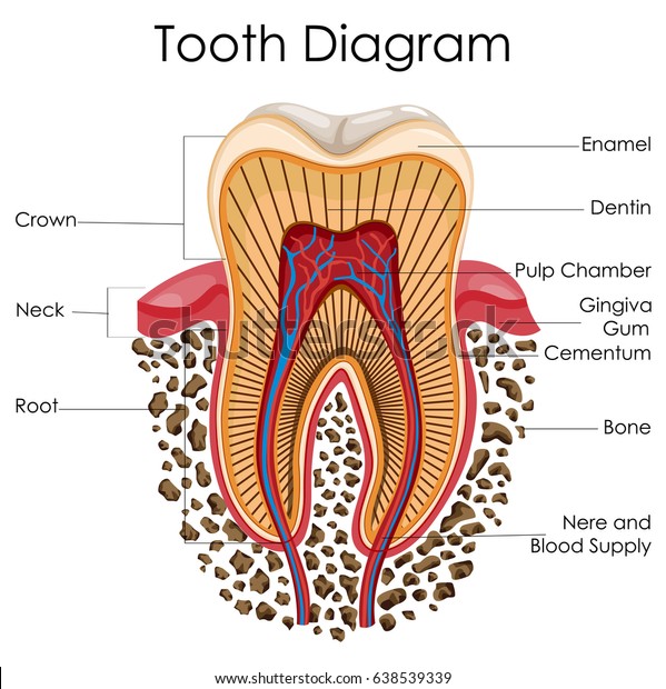 Medical Education Chart Biology Tooth Anatomy Stock Vector (Royalty ...