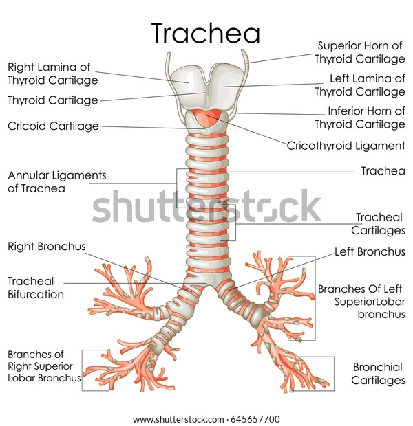 Medical Education Chart of Biology for\
Trachea Diagram. Vector\
illustration