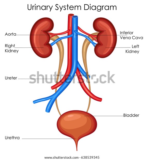 Urinary System Chart